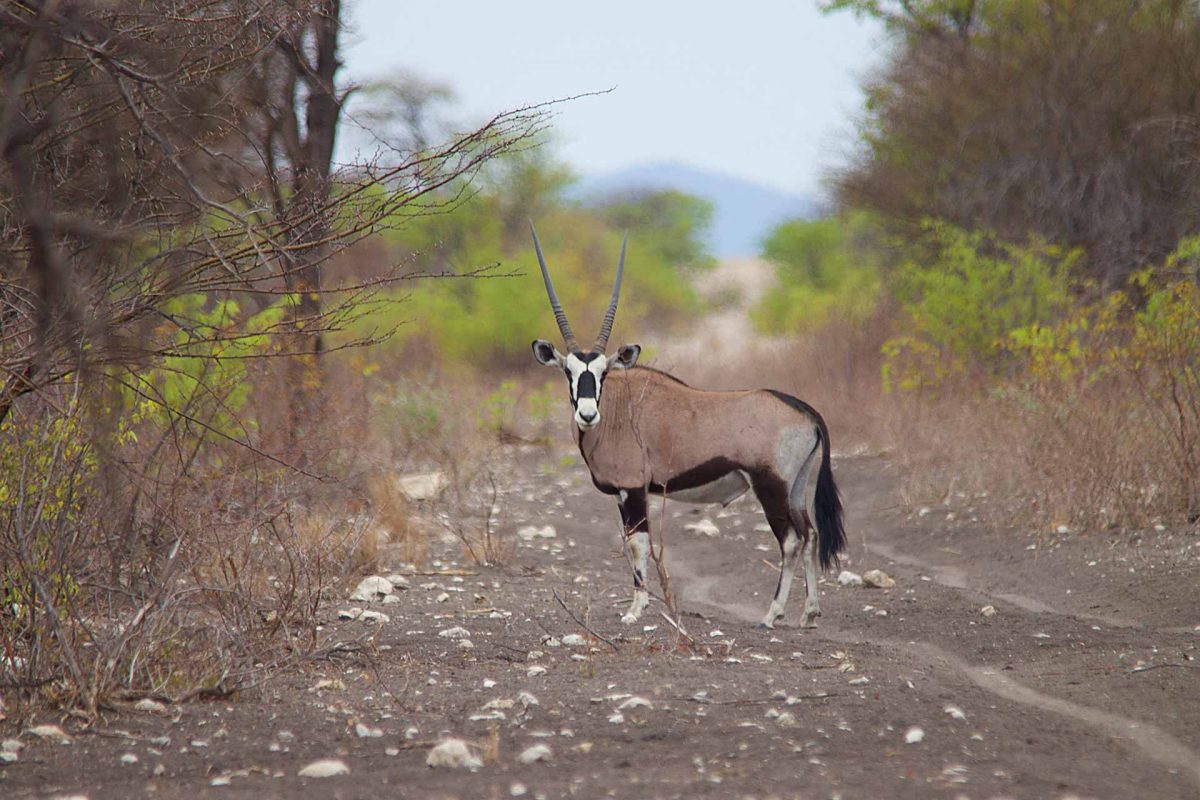 Kifaru Luxury Lodge & Bush Camp