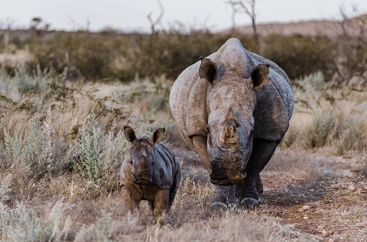 Kifaru Luxury Lodge & Bush Camp