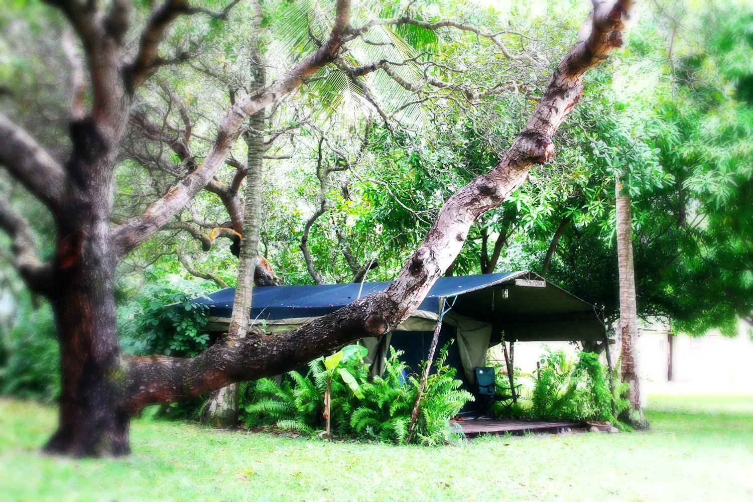 A tentlike structure in a lush green forest with large trees
