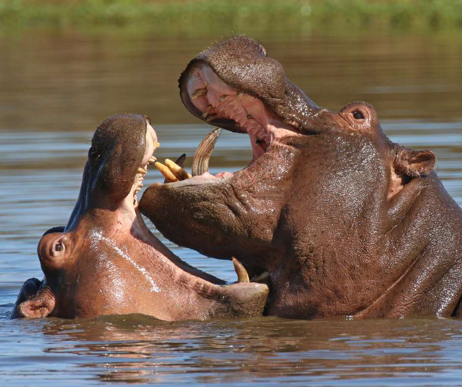 Elephant Valley Lodge