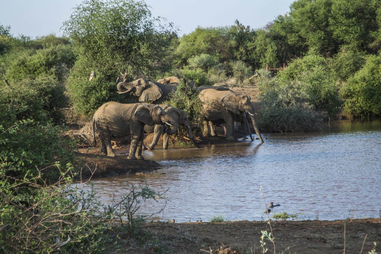 Molori Safari Lodge