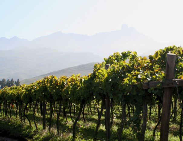 Mymering Wine & Guest Estate