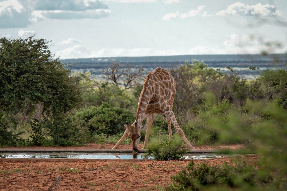 Sandune Game Lodge